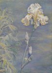 daphnes-white-iris